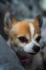 chihuahua puppy on a sofa