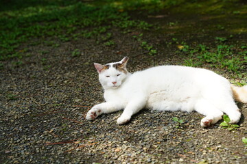 Sleeping japanese white cat in Japan.