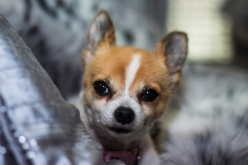 Cute Chihuahua dog on sofa