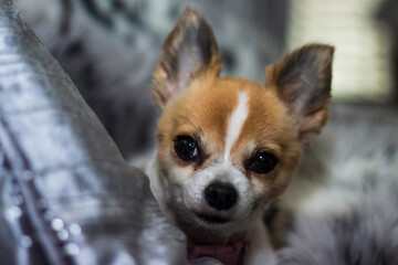 Cute Chihuahua dog on couch