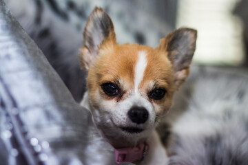 Cute Chihuahua dog looking at camera