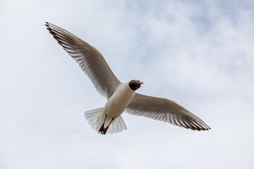 flying common seagull