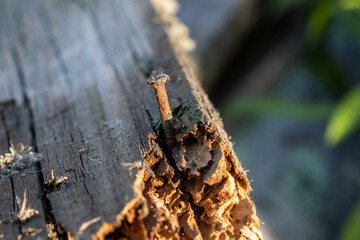Rusty nail on old wood