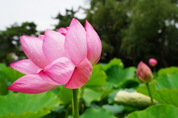 Obraz premium Beautiful light green lotus leaves and lotus flower buds. At Japanese garden in Kanagawa, Japan. Sankeien garden.