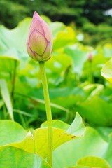 Beautiful light green lotus leaves and lotus flower buds. At Japanese garden in Kanagawa, Japan.　Sankeien garden.