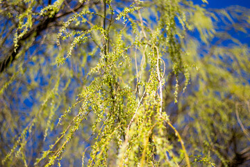 Fototapeta premium tree and sky