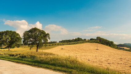 Wheat field in spring, rural landscape at sunset