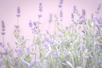 Lavendel Bokeh Hintergrund