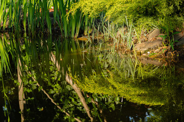 Young green with yellow tops twigs Juniperus pfitzeriana or Juniperus media Gold Saucer. Reflection of juniper leaves in mirror surface of water. Close-up. Landscaped pond in evergreen garden.