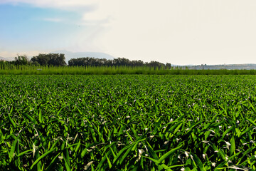 green field of corn