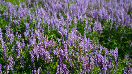 Naklejka premium field of lavender