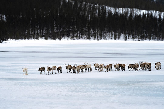 It's beginning to look a lot like Christmas.