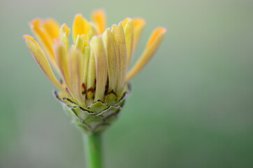 Soft focus, macro photo of yellow flower. Low exposure photography of a flower. Yellow chrysanthemum, blurred background. Beautiful nature in macro. 