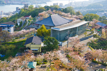Sakura full bloom at Mt. Senkoji in Onomichi town, Hiroshima, Japan