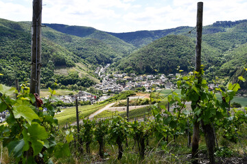 Fototapeta na wymiar Vineyards in summer with the village of Rech in the background