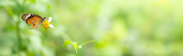 Amazing nature view of butterfly on blurred greenery background in garden and sunlight with copy space using as background natural green plants landscape, ecology, fresh wallpaper concept.