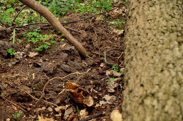 Photo of tree roots in the ground