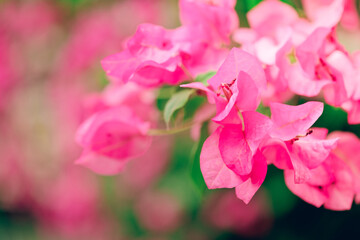 Amazing nature view of pink leaf on blurred greenery background in garden and sunlight with copy space using as background natural green plants landscape, ecology, fresh wallpaper concept.