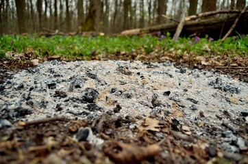 Photo of ash on a background of green grass