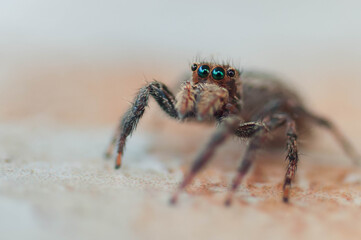 spider on a web