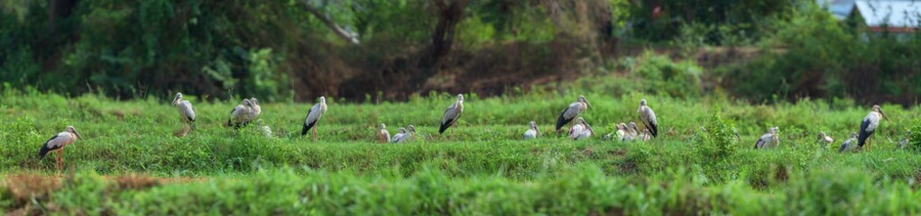 Asian openbill in the rural of Thailand