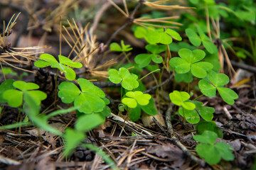 young plant in the forest