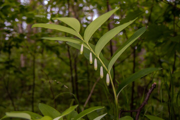 lily of the valley in the garden