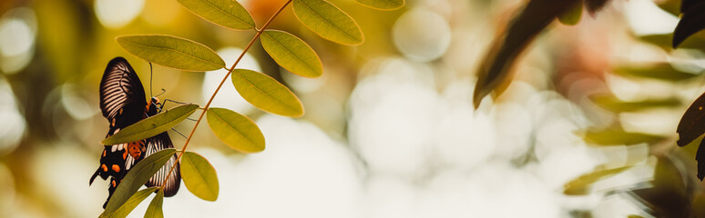 Amazing nature view of butterfly on blurred greenery background in garden and sunlight with copy space using as background natural green plants landscape, ecology, fresh wallpaper concept.
