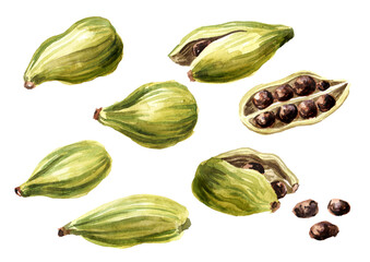 Cardamon pods and seeds set. Super food and indian aroma spice. Hand drawn watercolor illustration isolated on white background