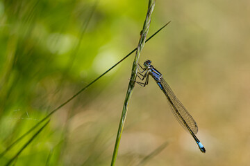 Close up Macro Shot of blue-tailed damselfly or common bluetail in green grass field setting