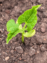 bean plant. young sprout.