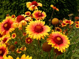 Gaillardes à grandes fleurs en gros plan.