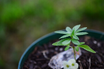 Artistic low exposure Miniature cannabis plant with small yellow flower. Small marijuana plant, natural lighting. Macro photography of medical marijuana plant. Green leafy plant in pot, forest witch. 