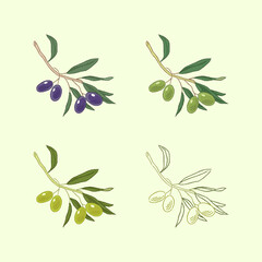 Set of olive tree branches