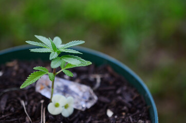 Artistic low exposure Miniature cannabis plant with small yellow flower. Small marijuana plant, natural lighting. Macro photography of medical marijuana plant. Green leafy plant in pot, forest witch. 