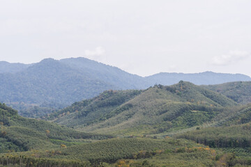 Fototapeta na wymiar Green forest on mountain ,Thailand