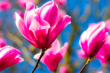 Obraz premium pink tulips in spring against the blue sky