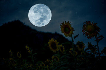 Full moon over silhouette mountain and sunflowers in the night.