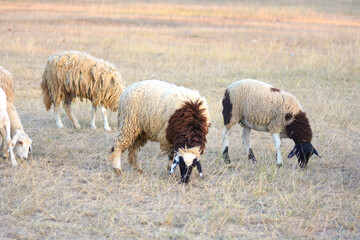sheep eating a grass.