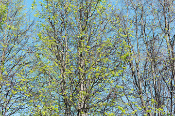 Green trees crowns on the blue sky background,.