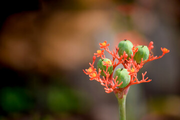 Flower bud called jatropha integerrima, spicy jatropha, leaved jatropha or peregrina.