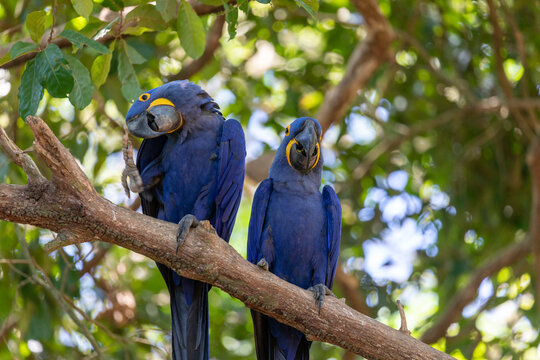 This is a picture of the famous macaw parrot (ara parrot). Photo shot in the jungle of the Pantanal area in Brazil.