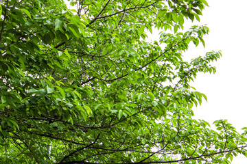 Fototapeta na wymiar 木々の生い茂った葉っぱ達です。