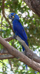 This is a picture of the famous macaw parrot (ara parrot). Photo shot in the jungle of the Pantanal area in Brazil.