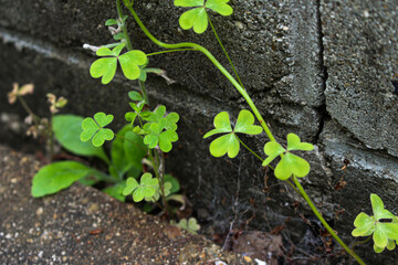 拡大した葉っぱ、草です。