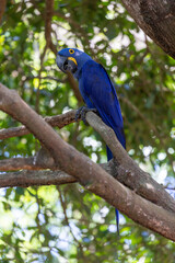 This is a picture of the famous macaw parrot (ara parrot). Photo shot in the jungle of the Pantanal area in Brazil.