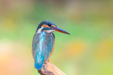 The common kingfisher (Alcedo atthis) also known as the Eurasian kingfisher, and river kingfisher