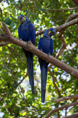 This is a picture of the famous macaw parrot (ara parrot). Photo shot in the jungle of the Pantanal area in Brazil.