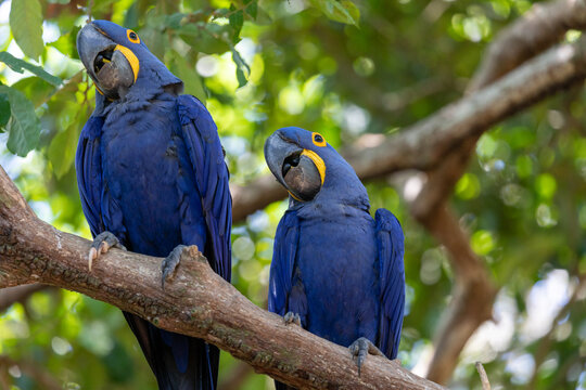 This is a picture of the famous macaw parrot (ara parrot). Photo shot in the jungle of the Pantanal area in Brazil.