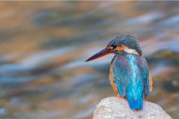 The common kingfisher (Alcedo atthis) also known as the Eurasian kingfisher, and river kingfisher